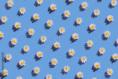 Creative pattern made of daisy flowers on bright blue background with shadow. Floral summer composition. Nature concept. Minimal style. Top view. Flat lay
