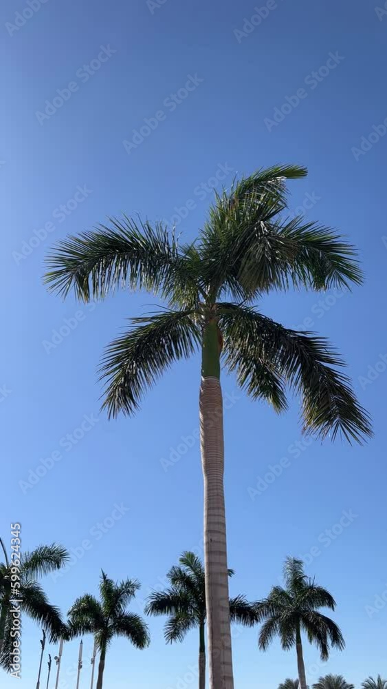 Tropical Palm Tree Swaying in the Wind, Blue Sky Background. Bottom view shoot of beautiful palm tree on the tropical island during summer vacation exotical paradise. View of palm tree against sky. Tropical Palm Tree Swaying in the Wind, Blue Sky Background. Bottom view shoot of beautiful palm tree on the tropical island during summer vacation exotical paradise. View of palm tree against sky.