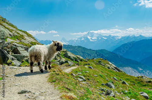Welsh sheep on alpine pasture
