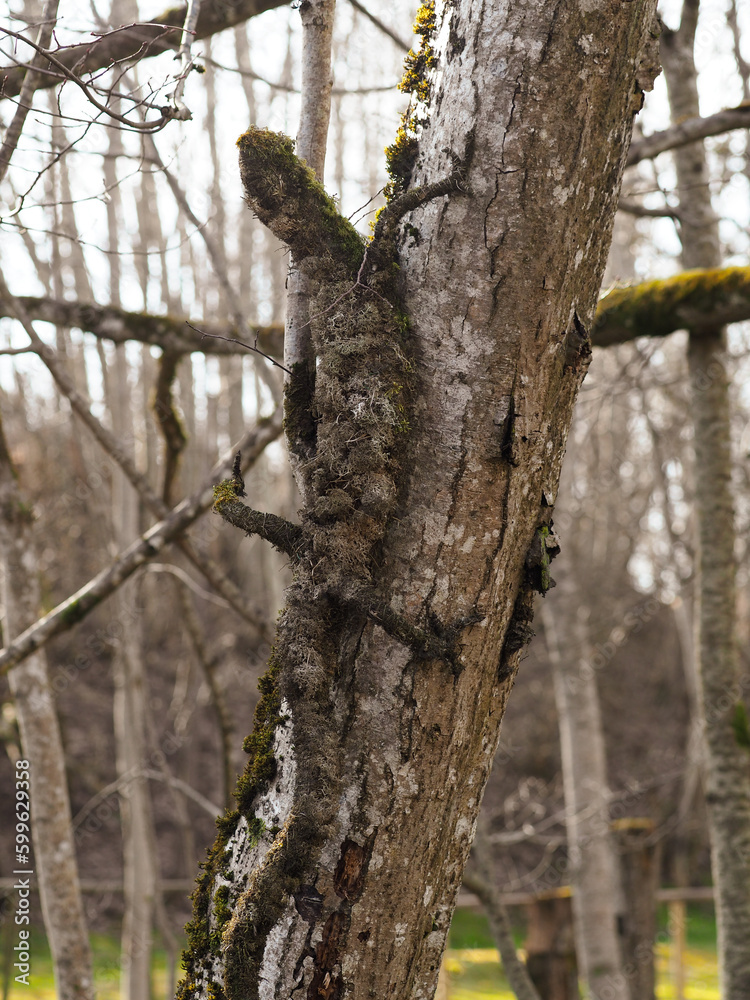 Spring in nature. Decorated Latvian nature walking trail, moss and tree decorations in the form of a lizard Spring in nature. Decorated Latvian nature walking trail, moss and tree decorations in the form of a lizard