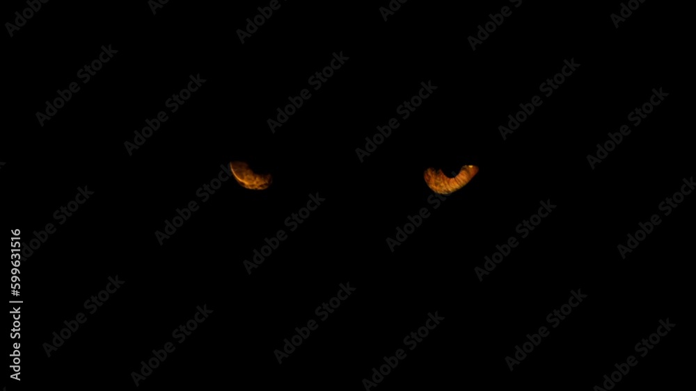 Animal Eyes In The Dark
