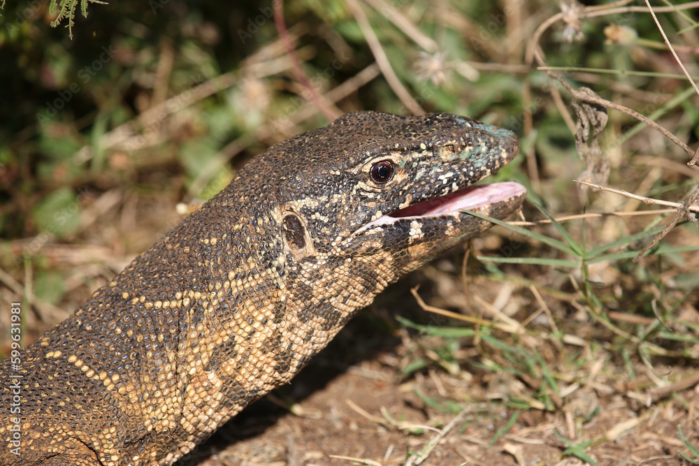 Nilwaran / Nile monitor / Varanus niloticus Nilwaran / Nile monitor / Varanus niloticus