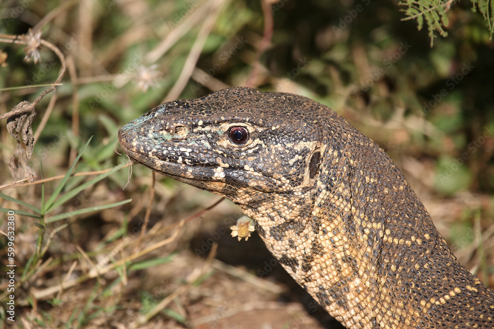 Naklejka premium Nilwaran / Nile monitor / Varanus niloticus
