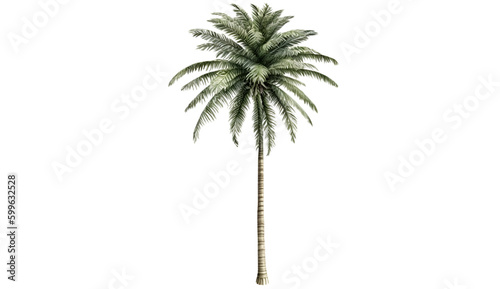  Palm trees isolated on transparent background cutout image