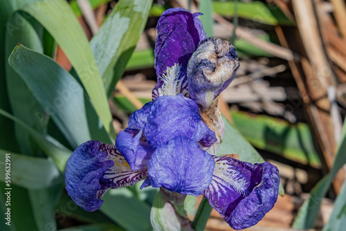 Purple Iris Bloom, Gettysburg Pennsylvania USA photo