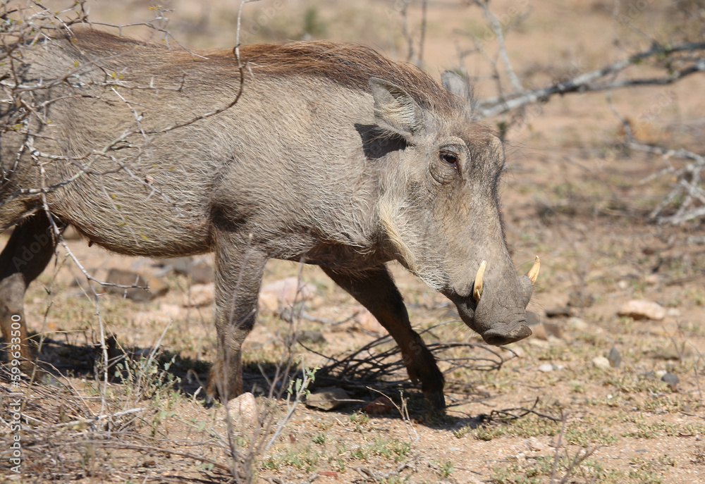 Warzenschwein / Warthog / Phacochoerus africanus Warzenschwein / Warthog / Phacochoerus africanus