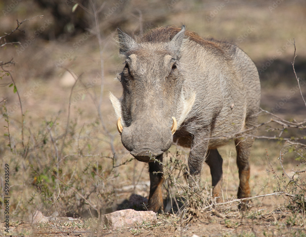 Fototapeta premium Warzenschwein / Warthog / Phacochoerus africanus