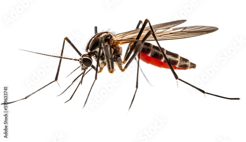 mosquito isolated on transparent background cutout image