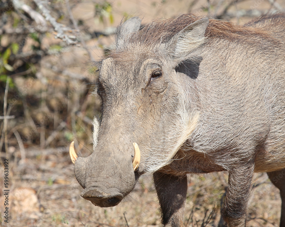 Warzenschwein / Warthog / Phacochoerus africanus