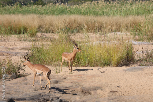 Schwarzfersenantilope   Impala   Aepyceros melampus