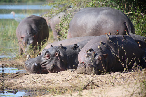 Flu  pferd und Rotschnabel-Madenhacker   Hippopotamus and Red-billed oxpecker   Hippopotamus amphibius et Buphagus erythrorhynchus