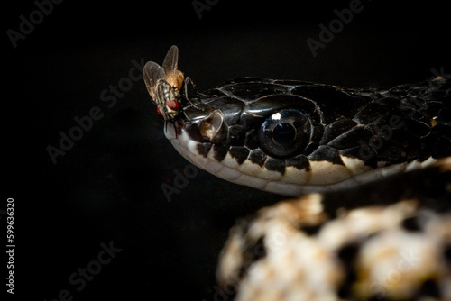 Close up Portrait of a tropidonophis halmahericus keelback snake native to halmahera island, indonesia with a fly on its snout over a solid black background  photo
