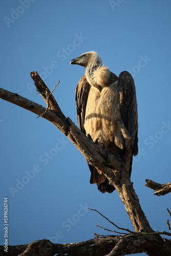 Weißrückengeier / White-backed vulture / Gyps africanus