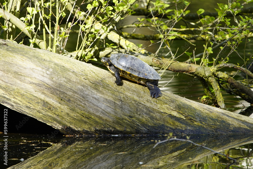 European pond turtle (Emys orbicularis) family Emydidae. Location: Hanover-Herrenhausen, Germany. European pond turtle (Emys orbicularis) family Emydidae. Location: Hanover-Herrenhausen, Germany.