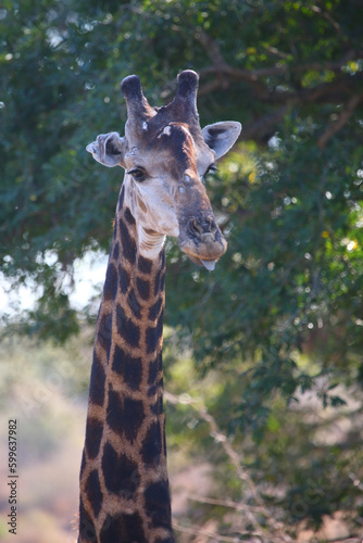 Giraffe / Giraffe / Giraffa camelopardalis