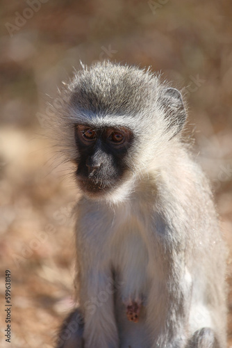 Grüne Meerkatze / Vervet monkey / Cercopithecus aethiops .