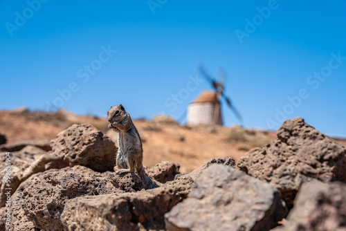 Ardilla moruna sobre roca en dos patas comiendo Atlantoxerus getulus photo