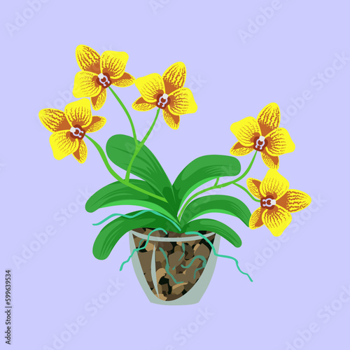 Orchid flower. Keeping the plant in a transparent pot. Leaves and roots, flowers. Orchid bloom.
