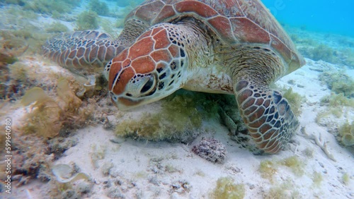 A sea hawk turtle biting algae on sandy reef bottom of ocean. A floating turtle underwater at bottom feeds on algae and sponges in blue tropical water. There is turtle underwater. live motion camera. photo