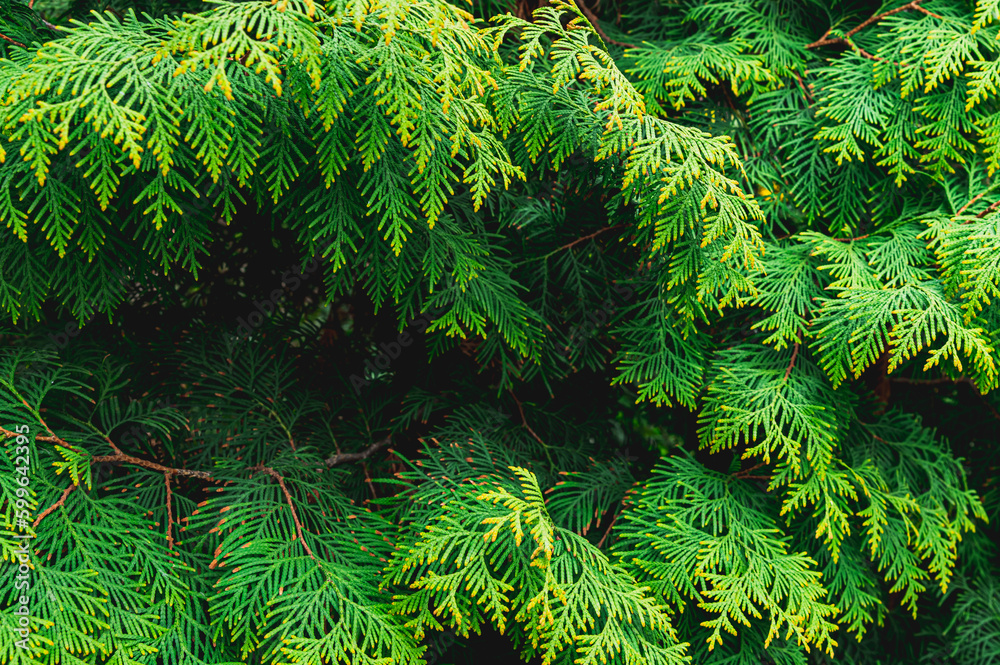 Bright green branches of arborvitae.Natural green coniferous background.