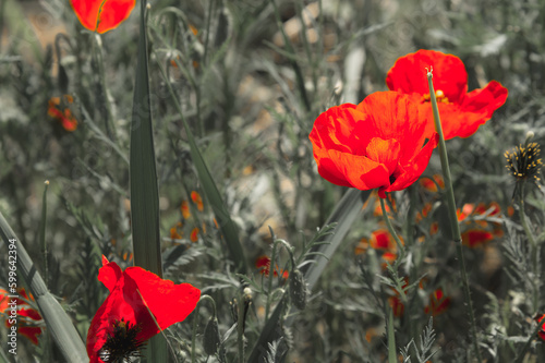 Red poppies in a poppy field.Selective focus.