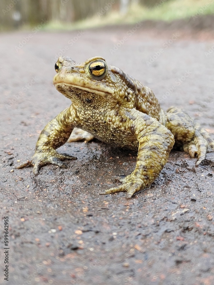 Frog on wet road.
