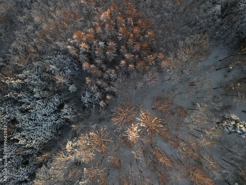 Warm forest at the winter time.