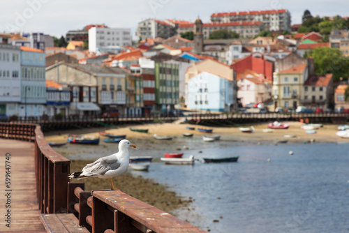 Paisaje del puerto de Mugardos, La Coruña, Galicia, con barcas y gaviota. photo