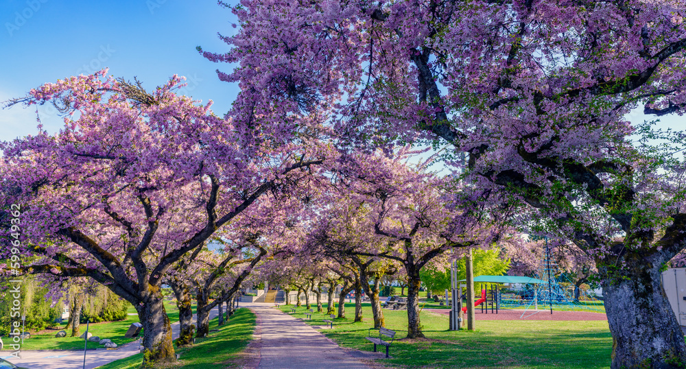 spring blossoms on trees at Burnaby Mountain Park, BC.