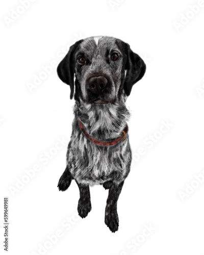 Digital image of a dog laying down. Cute dog on a white background. Picture with dog, puppy. Isolated image pastel and charcoal stylization.