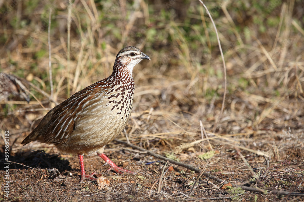 Schopffrankolin / Crested francolin / Francolinus sephaena Schopffrankolin / Crested francolin / Francolinus sephaena