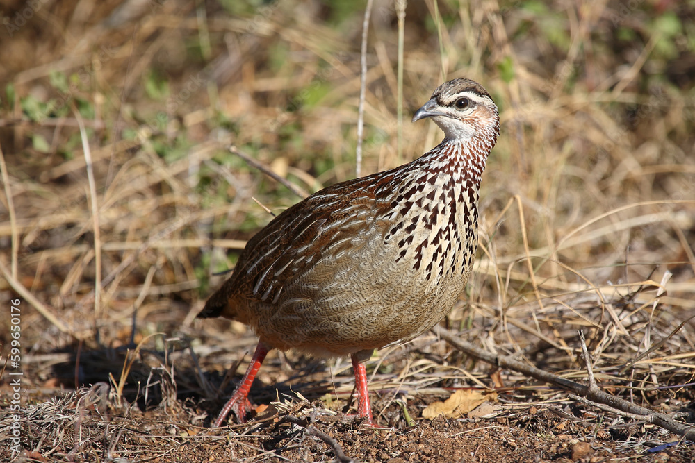 Schopffrankolin / Crested francolin / Francolinus sephaena Schopffrankolin / Crested francolin / Francolinus sephaena