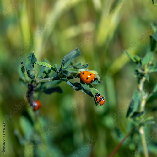 Ecological pest control: ladybug (Coccinella septempunctata) hunting and eating aphids on the field © Miguel Ángel RM