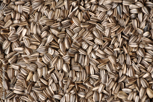 sementes de girassol  photo