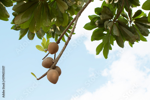 Tropical fruit Mamey on the tree branch on the blue sky background.  photo