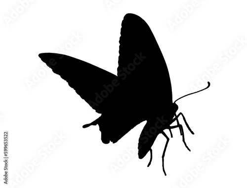 swallowtail butterfly sitting