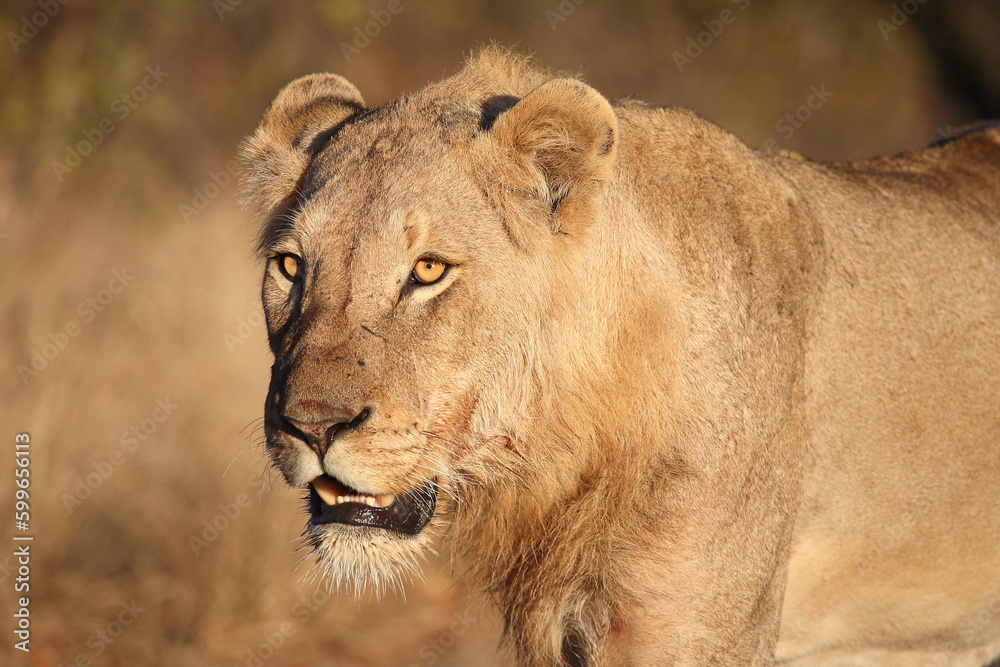 Afrikanischer Löwe / African lion / Panthera leo. Afrikanischer Löwe / African lion / Panthera leo.