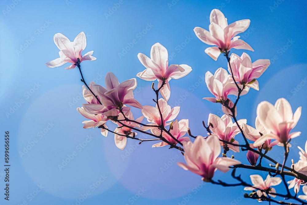 Kwitnące magnolie, wiosenny poranek, niebieskie niebo, miejsce na tekst. - obrazy, fototapety, plakaty 