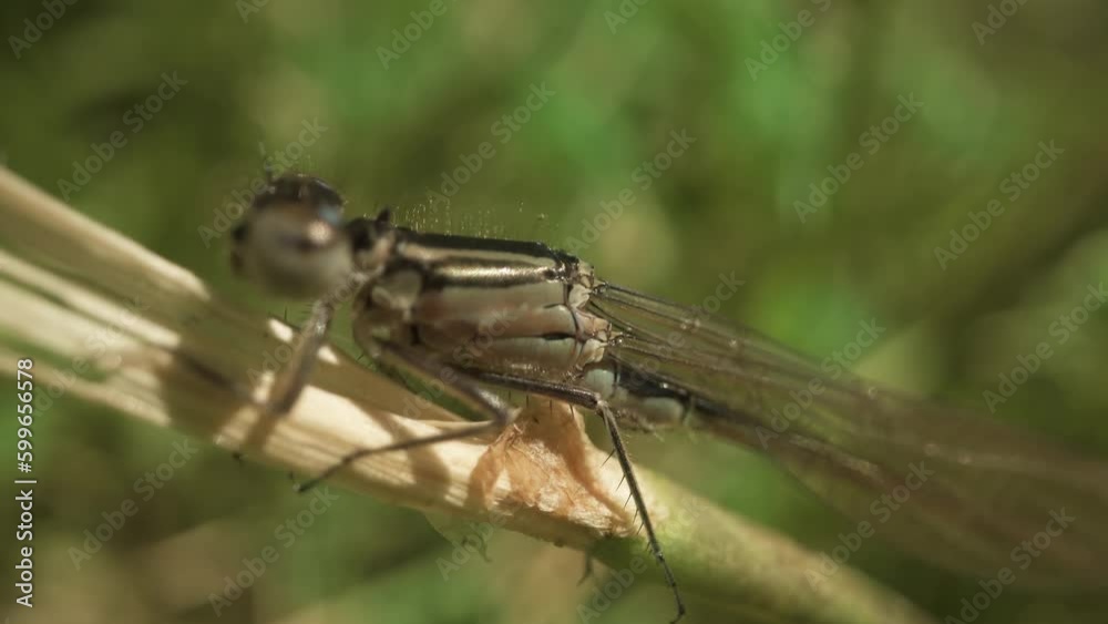 Macro of the standing dragonfly looking into the camera with its round eyes Macro of the standing dragonfly looking into the camera with its round eyes
