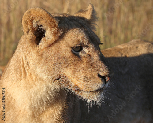 Afrikanischer L  we   African lion   Panthera leo.