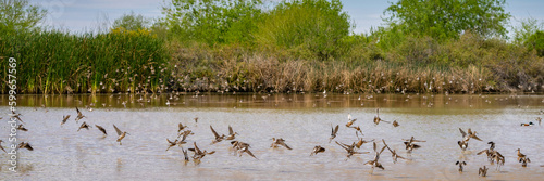 Slika na platnu Gilbert Riparian Preserve in Central Arizona, USA, America.