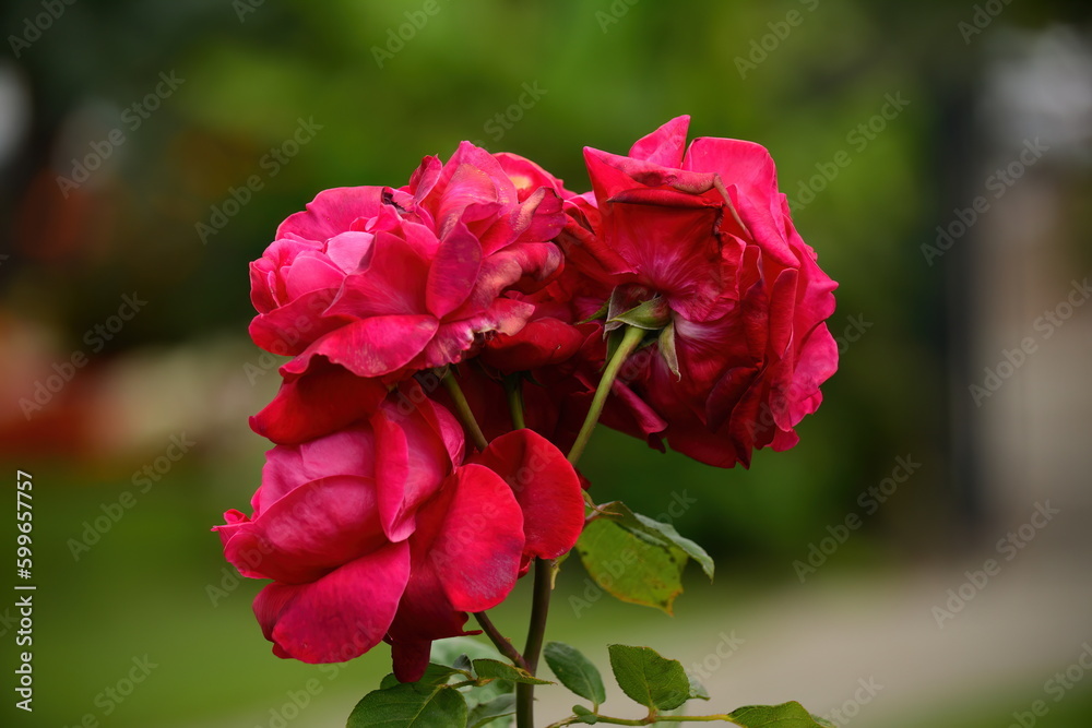 Red roses with a green background