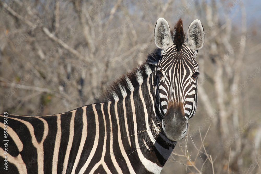 Naklejka premium Steppenzebra / Burchell's zebra / Equus quagga burchellii