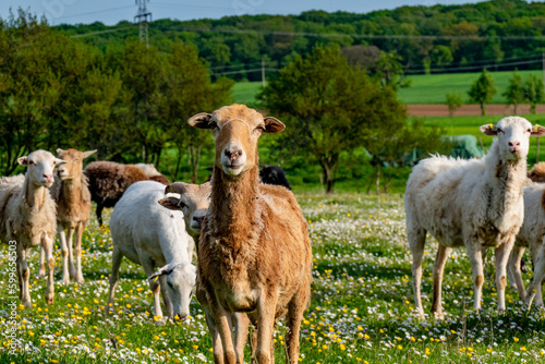 Kleine Herde Schafe grasen auf der Weide