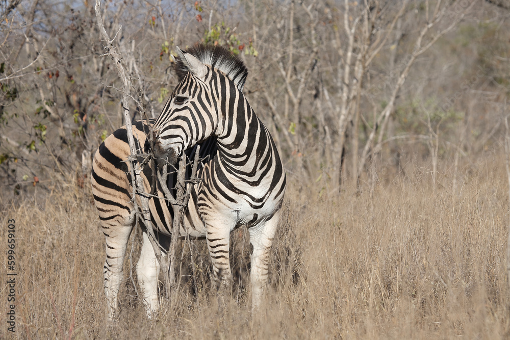 Obraz premium Steppenzebra / Burchell's zebra / Equus quagga burchellii