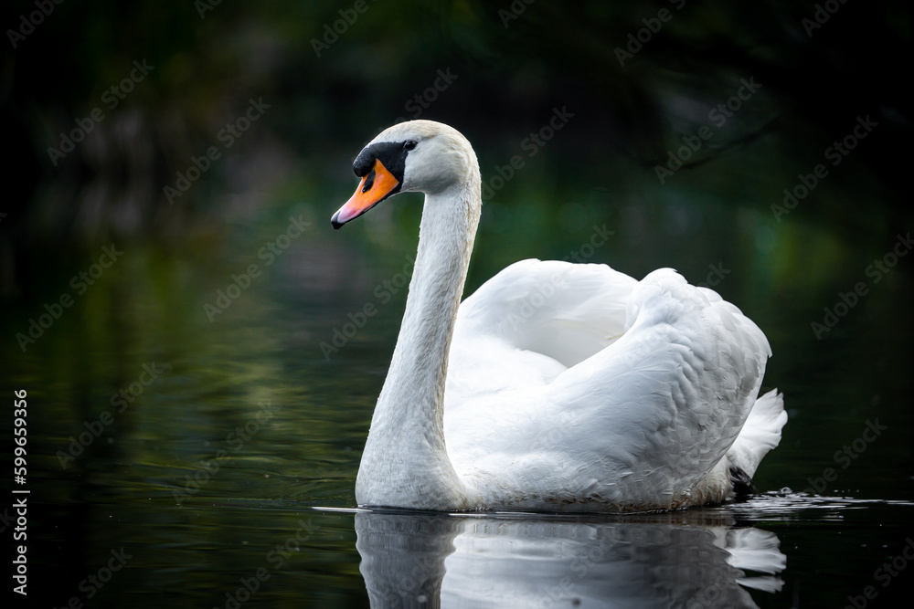 Obraz premium Grüner See oder Teich mit einem weißen Schwan in der Natur