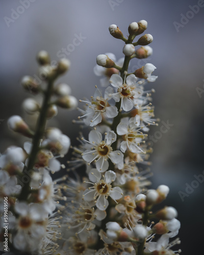 branches with catkins