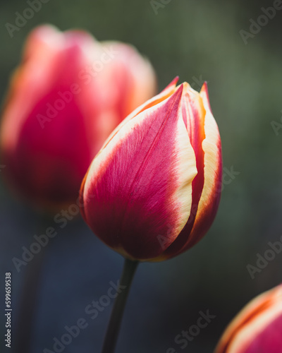 tulip closeup
