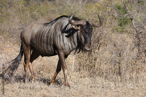 Streifengnu   Blue wildebeest   Connochaetes taurinus