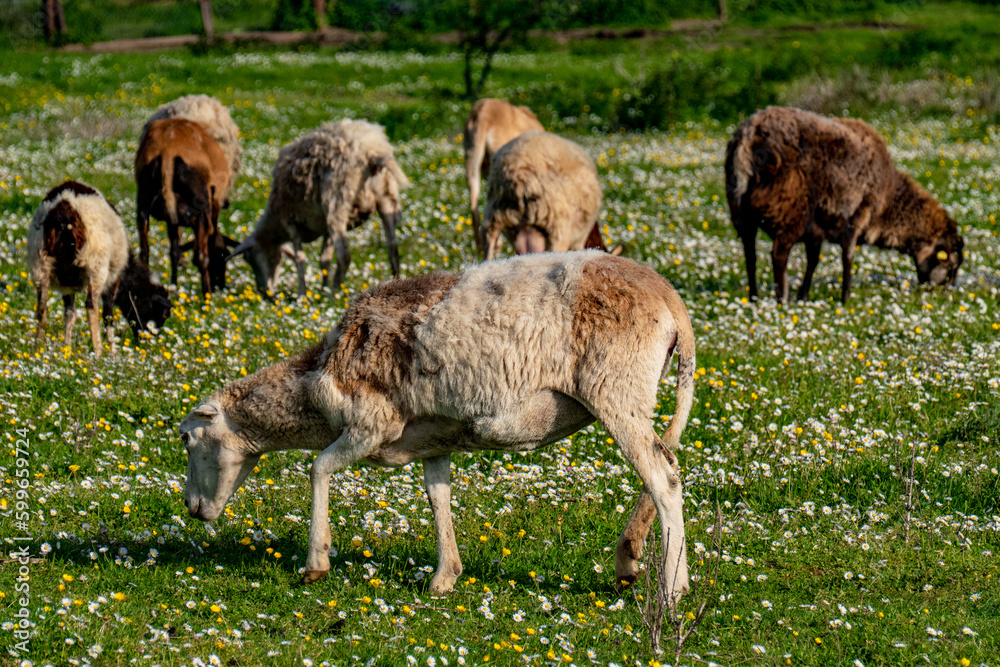 Kleine Herde Schafe grasen auf der Weide